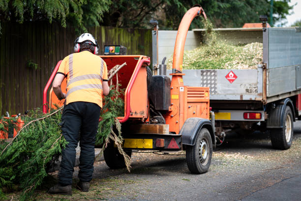 Trusted Destin, FL Tree Care Services Experts